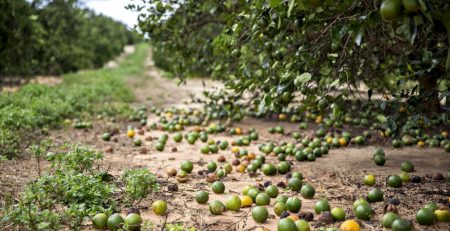 orange crop damaged by hurricane Irma