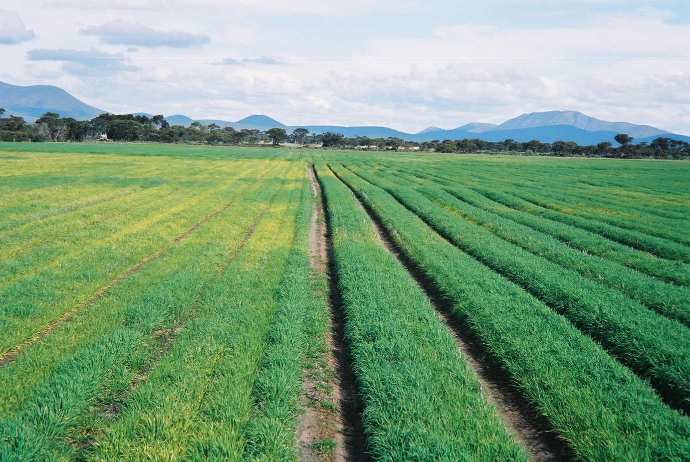 
raised bed crops