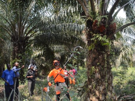 Oil Palm Harvesting
