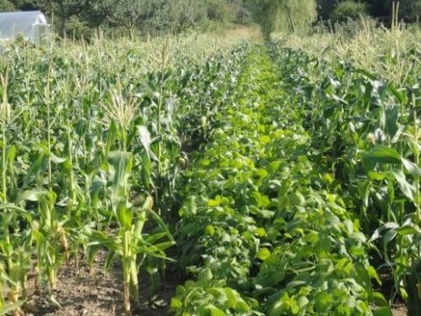 cover crops - intercropping