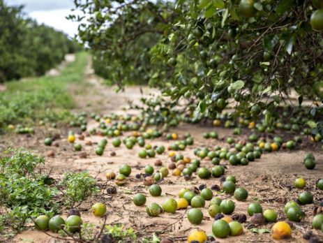 orange crop damaged by hurricane Irma