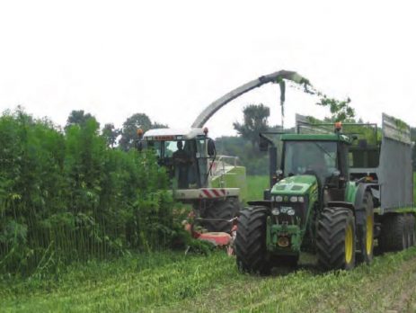 harvesting medicinal hemp with combine