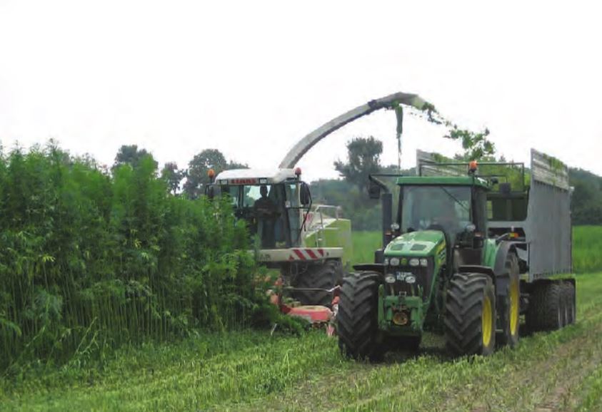 harvesting medicinal hemp with combine