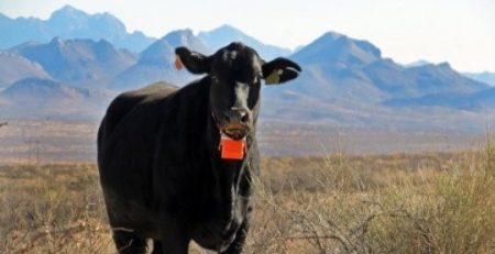 Brangus in Chihuahua with GPS collar