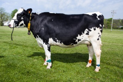 Fitbits for cows