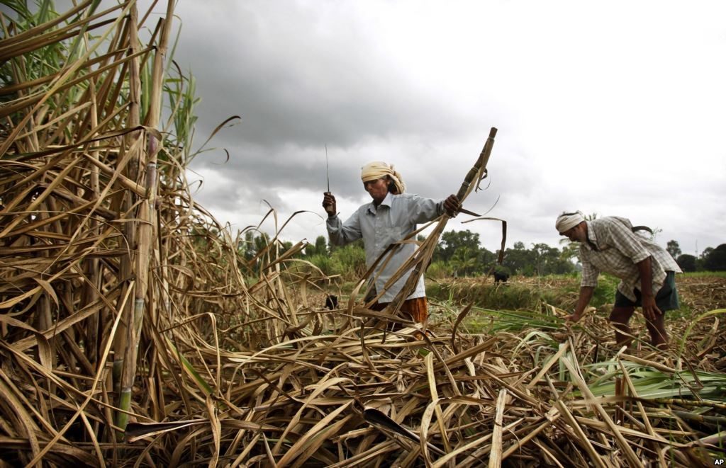 Harvesting sugar cane in Africa. Cogeneration from Sugarcane